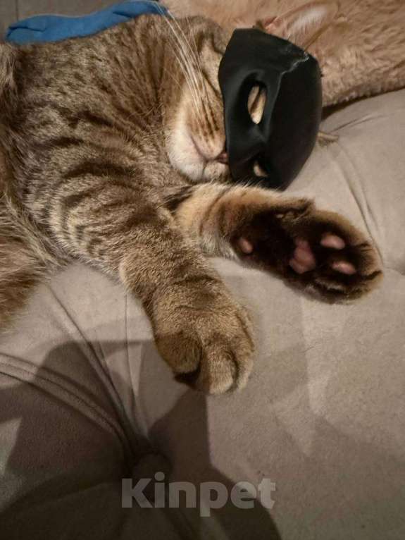 Кошки в Москве: Мудрый и ласковый котик Тимоша Мальчик, Бесплатно - фото 5