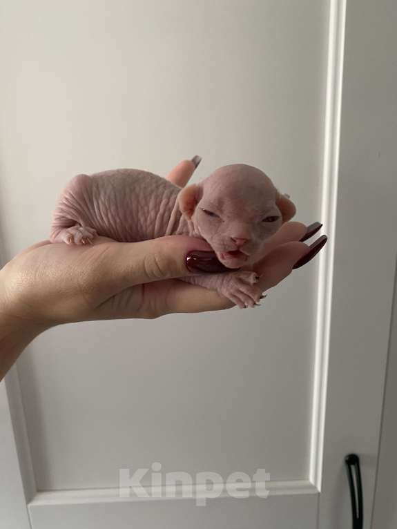 Кошки в Москве: Нежнейший ми-ми-ми котёнок эльф Мальчик, 50 000 руб. - фото 2