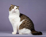 Кошки в Москве: Очень ласковый и ручной шотландский кот Сальвадор ищет дом Мальчик, Бесплатно - фото 3