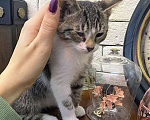 Кошки в Москве: Милейший домашний крошка-котенок Сэм в добрые руки Мальчик, Бесплатно - фото 5