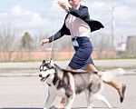 Собаки в Астрахани: Кобель хаски Мальчик, 1 руб. - фото 3