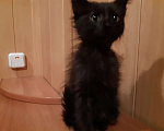 Кошки в Стерлитамаке: Котята Корниш-рекс, 1 000 руб. - фото 6