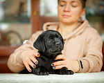 Собаки в Москве: Лабрадор чёрный (мальчик), питомник Мальчик, 55 000 руб. - фото 9
