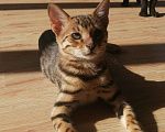 Кошки в Солнечногорске: Бенгальский котенок Ф1 Мальчик, 80 000 руб. - фото 2