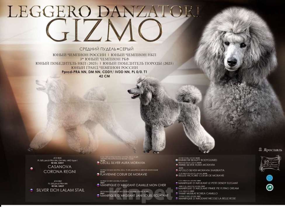 Собаки в Ярославле: Средний пудель серебро Мальчик, Бесплатно - фото 5