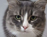 Кошки в Москве: Кот Лео ищет дом! Мальчик, Бесплатно - фото 3