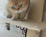 Кошки в Волгодонске: Британский котёнок Девочка, Бесплатно - фото 1