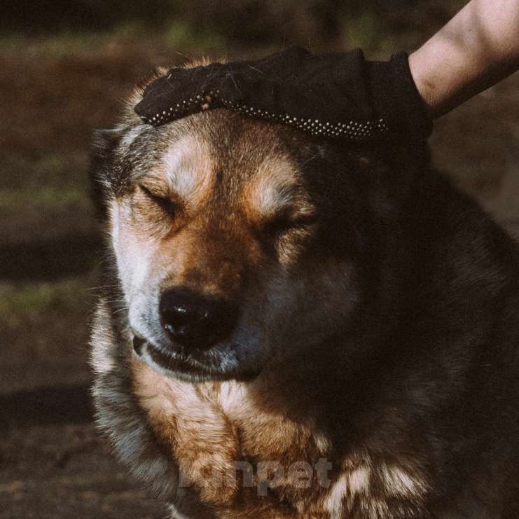 Собаки в Москве: Март Мальчик, Бесплатно - фото 2