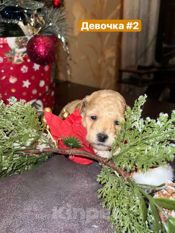 Собаки в Кисловодске: Продаются щенки Карликового пуделя Разнополые, 50 000 руб. - фото 5