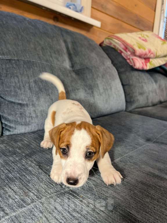 Собаки в Москве: Продается племенной  щенок джек рассел тер. 3  мес девочка Девочка, Бесплатно - фото 2