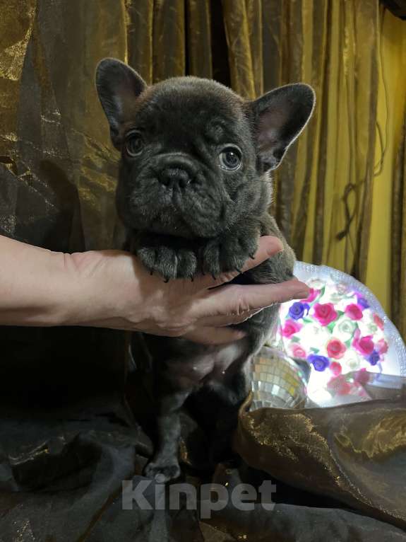 Собаки в Москве: Французский бульдог щенок Девочка, 50 000 руб. - фото 3