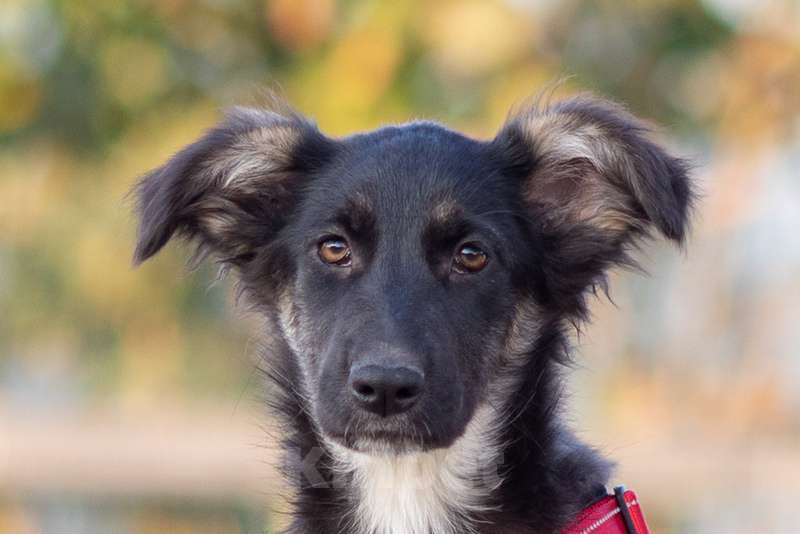 Собаки в Москве: Щенки метисы овчарки в добрые руки Девочка, 1 руб. - фото 4