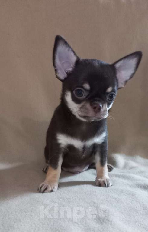 Собаки в Новосибирске: Шоколадный Босс Мальчик, Бесплатно - фото 1