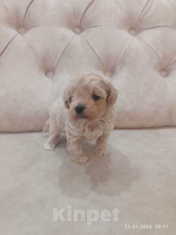 Собаки в Краснодаре: Продаю щенков мальтипу Мальчик, 80 000 руб. - фото 1