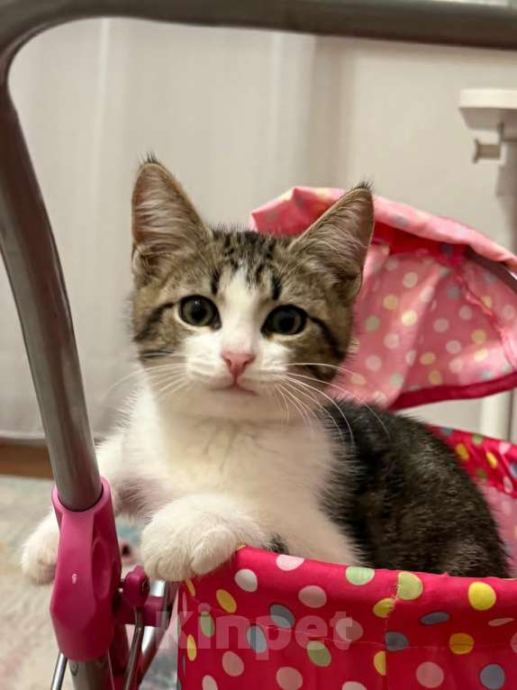 Кошки в Москве: Отдадим котенка в добрые и заботливые руки Мальчик, Бесплатно - фото 2