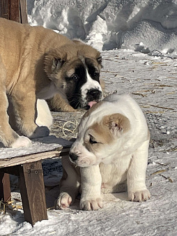 среднеазиатская овчарка, щенок, алабай