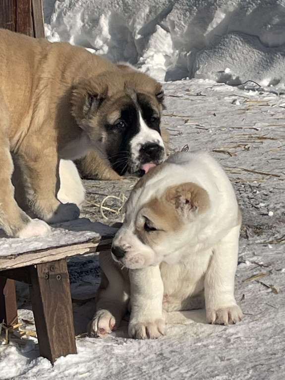 Собаки в Москве: среднеазиатская овчарка, щенок, алабай Мальчик, Бесплатно - фото 1