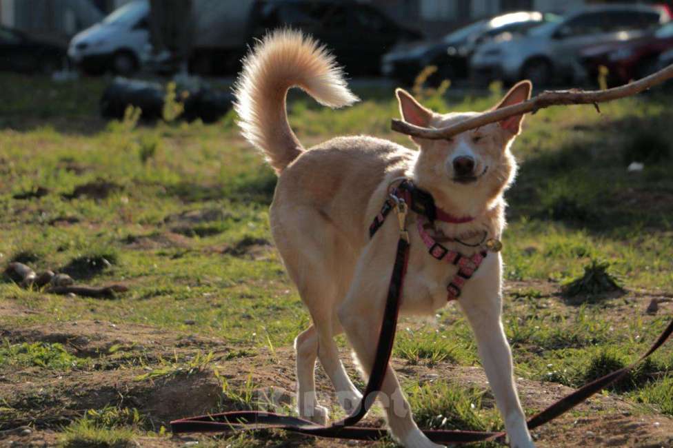 Собаки в Москве: Милая Нюша ищет дом!  Девочка, Бесплатно - фото 3