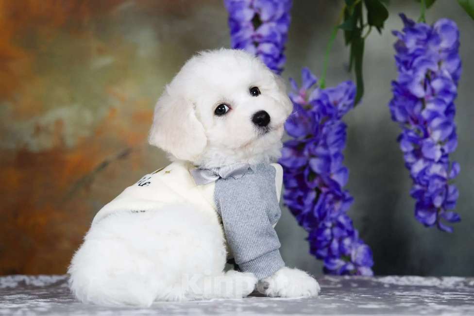 Собаки в Новосибирске: Бишон фризе. Мальчик, 110 000 руб. - фото 2
