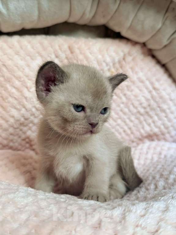 Кошки в Саратове: Шоколадные котята питомника Almira RU Разнополые, 75 000 руб. - фото 6