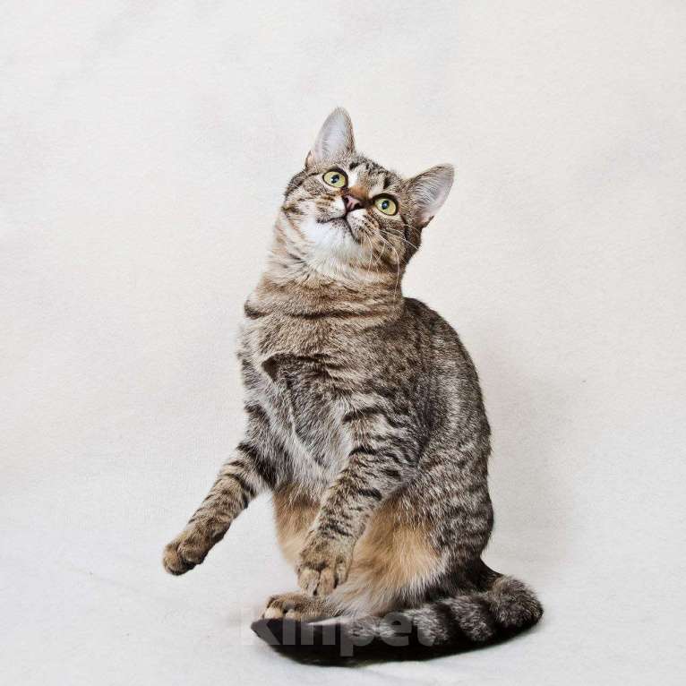 Кошки в Москве: котенок Антоновка ищет дом Девочка, Бесплатно - фото 9