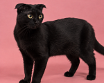 Кошки в Люберцах: Молли — маленькая чёрная мурлыка, которая обожает ручки Девочка, Бесплатно - фото 2