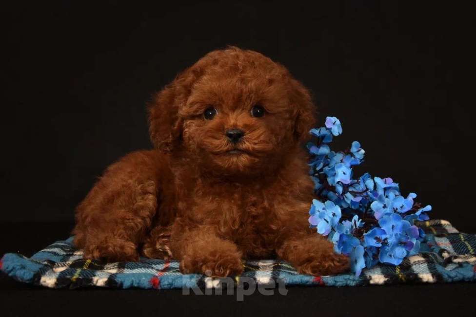 Собаки в других городах Московской области: Щенок мальчик Тедди Пудель Мальчик, 150 000 руб. - фото 3