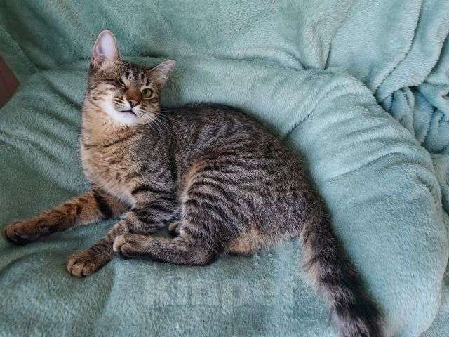 Кошки в Москве: Ласковая кошечка-подросток ищет дом Девочка, Бесплатно - фото 6