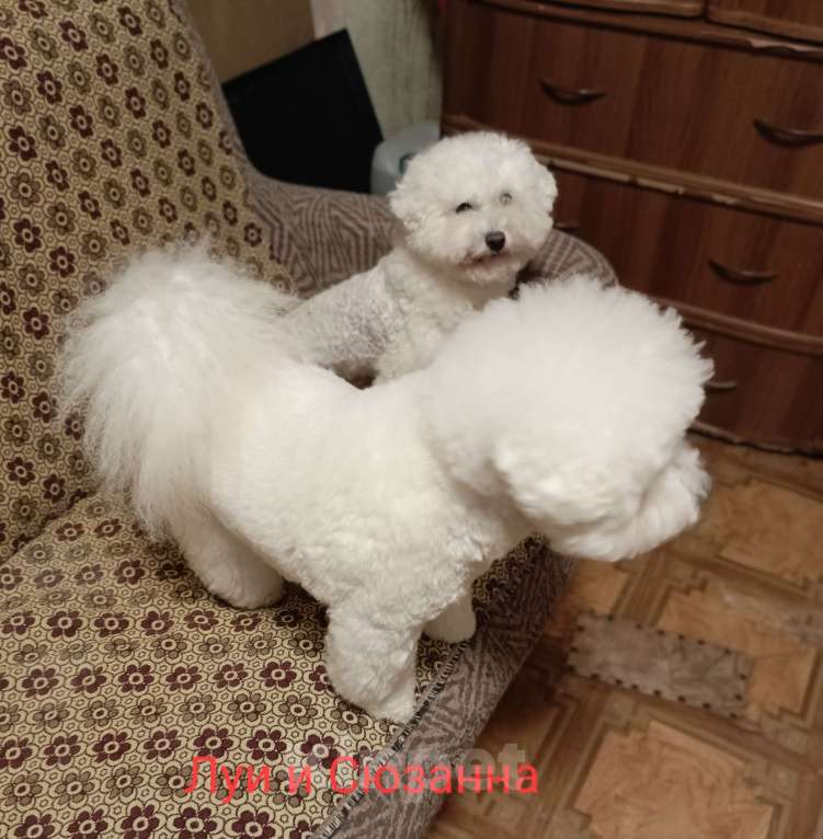 Собаки в Казани: Очаровательный малыш  Мальчик, Бесплатно - фото 1