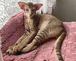 Кошки в Балашихе: Ориентальный котенок Дизель Мальчик, 80 000 руб. - фото 3
