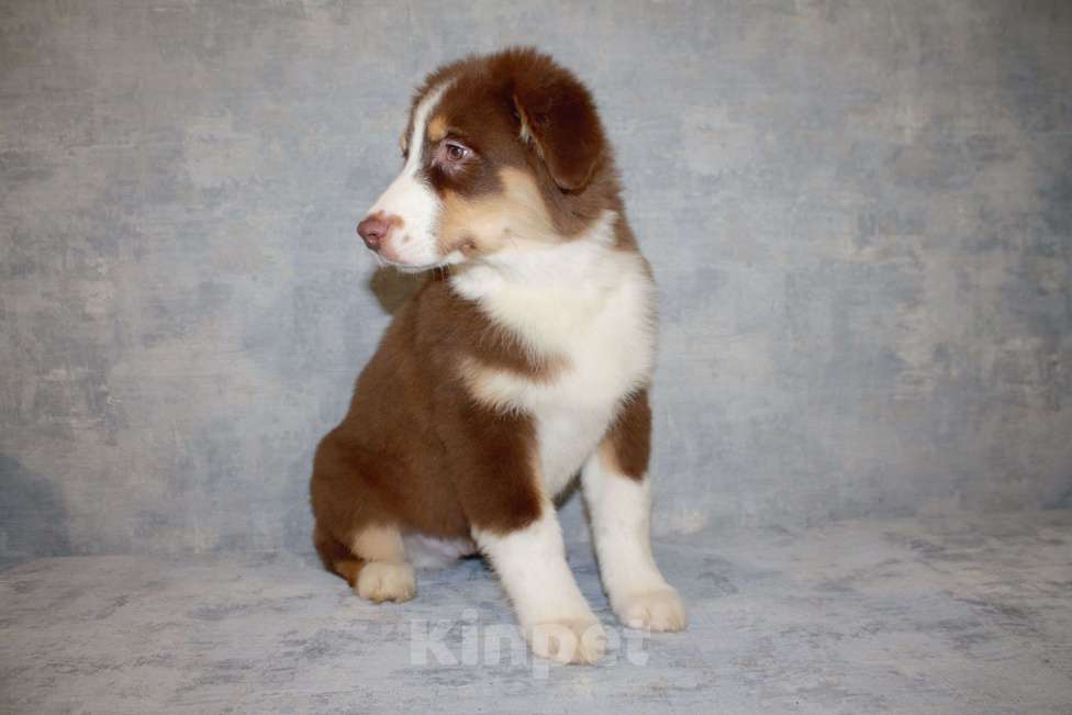 Собаки в других городах Московской области: Австралийская овчарка Мальчик, 50 000 руб. - фото 5