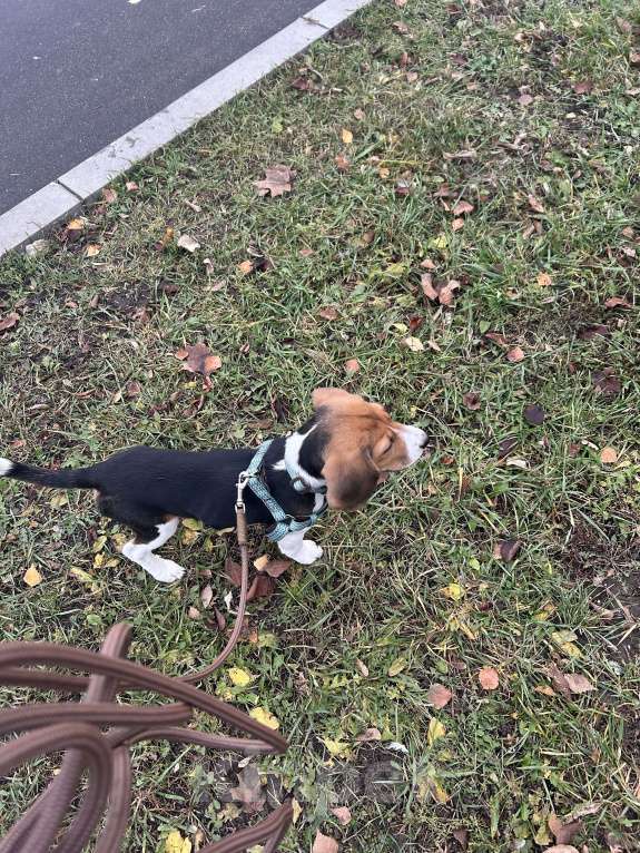 Собаки в Москве: Бигль девочка  Девочка, 10 000 руб. - фото 5