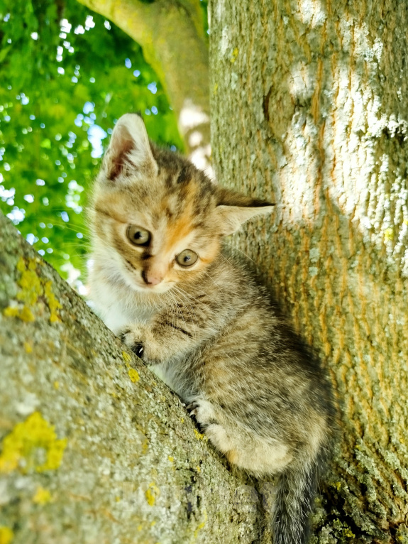 Кошки в других городах Московской области: Котёнок -крысолов Девочка, 3 000 руб. - фото 2