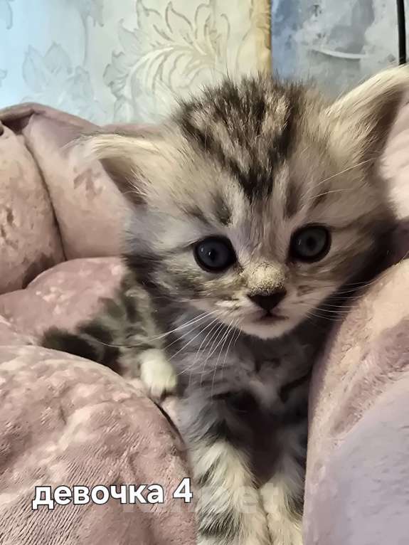 Кошки в Санкт-Петербурге: Британские длинношерстные котята Девочка, 15 000 руб. - фото 1