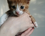 Кошки в Ульяновске: Котята рыжие с белым, мальчики девочки Девочка, 200 руб. - фото 4