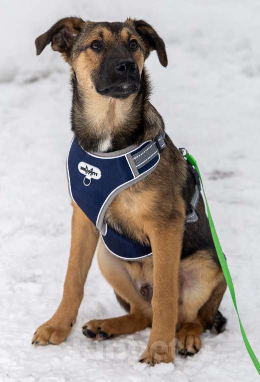 Собаки в Москве: Баксик ждёт свою заботливую семью Мальчик, Бесплатно - фото 10