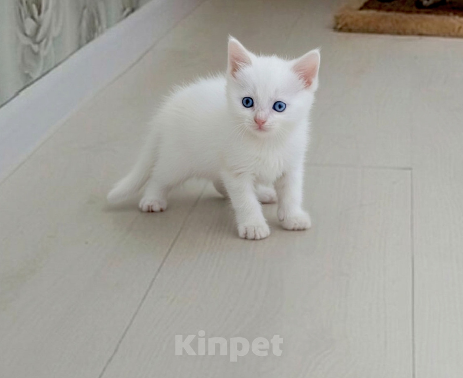 Кошки в Новосибирске: Снежный бенгоран. Бенгальские котята Разнополые, 10 000 руб. - фото 2