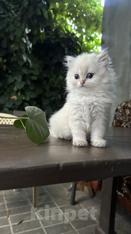 Кошки в Саке: Кошечка!!! Девочка, 25 000 руб. - фото 1