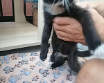 Кошки в Люберцах: Котеночек ищет семью Мальчик, Бесплатно - фото 3
