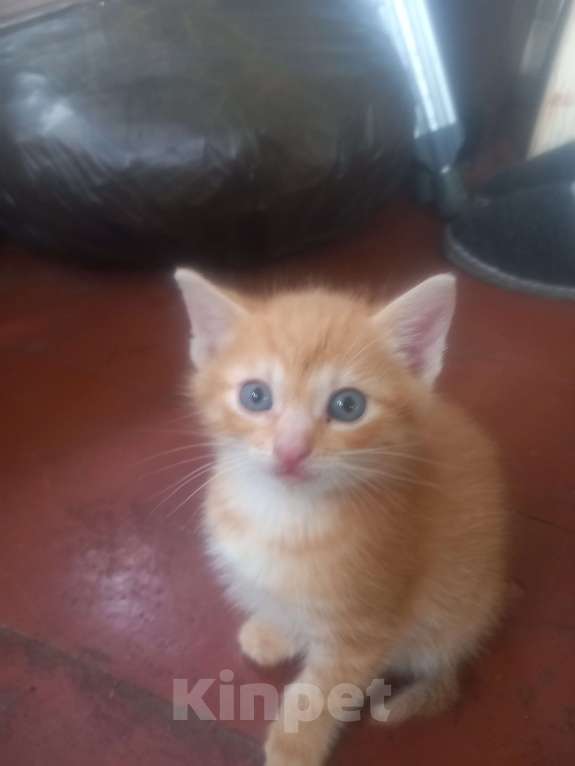 Кошки в других городах Московской области: Ищу хозяина Девочка, Бесплатно - фото 2