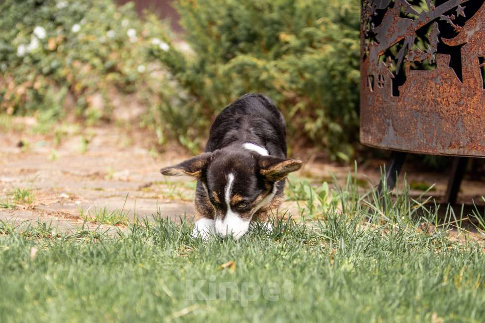 Собаки в Москве: Роскошная девчонка корги Девочка, 60 000 руб. - фото 3