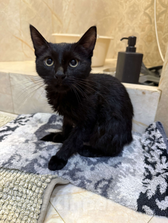Кошки в Москве: Отдам черного котенка в добрые руки Мальчик, Бесплатно - фото 2