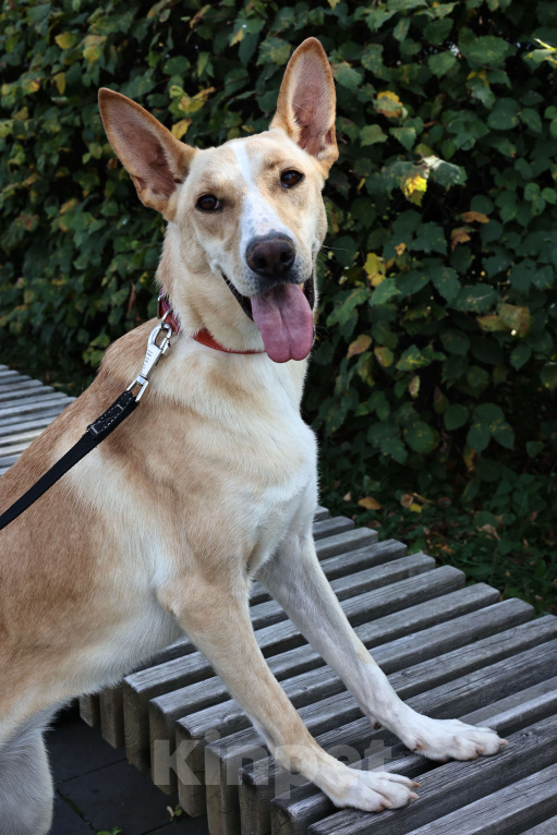 Собаки в Москве: Собака в добрые руки бесплатно Москва Девочка, Бесплатно - фото 7