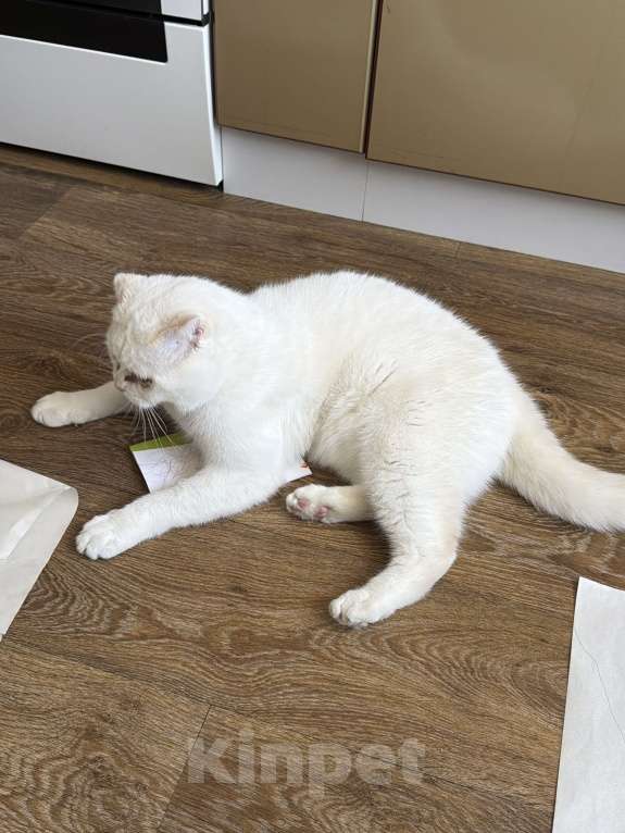 Кошки в Санкт-Петербурге: Кот в добрые руки Мальчик, Бесплатно - фото 3