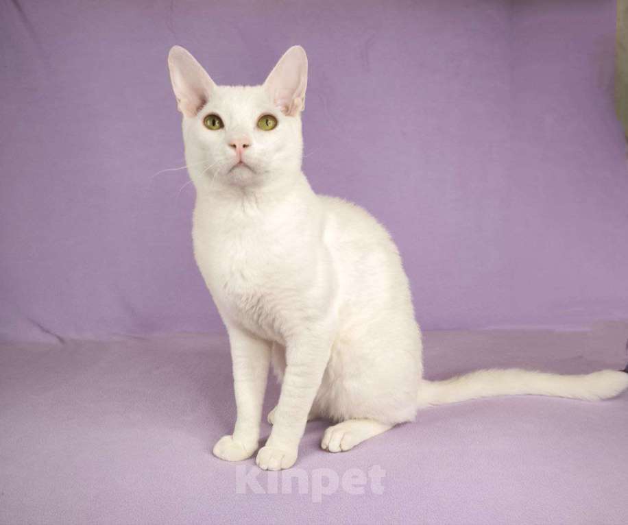 Кошки в Москве: Мини-Юра . Необычный Мальчик с шелковой шубкой Мальчик, Бесплатно - фото 3