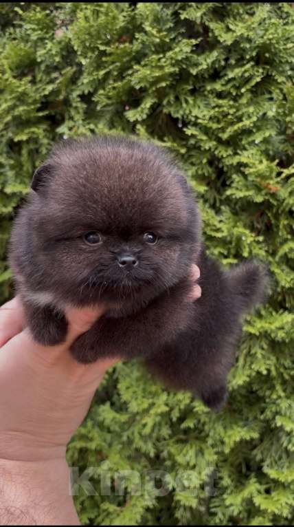 Собаки в Санкт-Петербурге: Мини Померанский шпиц премиум качества!  Девочка, 180 руб. - фото 1