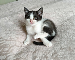 Кошки в Санкт-Петербурге: Котята в добрые руки Мальчик, Бесплатно - фото 4