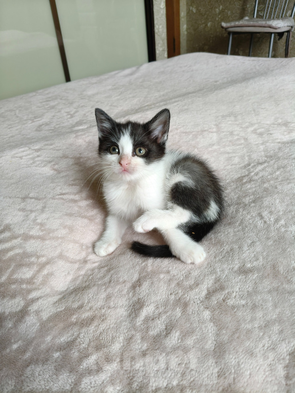Кошки в Санкт-Петербурге: Котята в добрые руки Мальчик, Бесплатно - фото 4