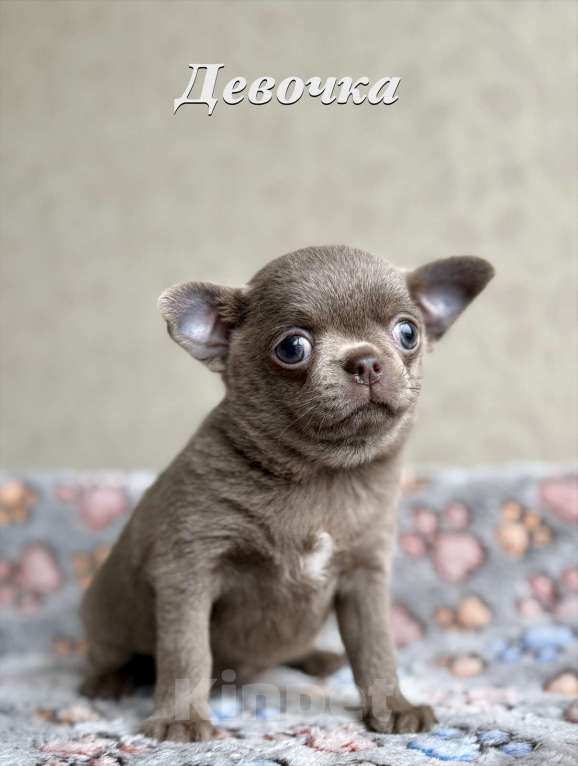 Собаки в Санкт-Петербурге: Щенки чихуахуа Разнополые, 40 000 руб. - фото 6