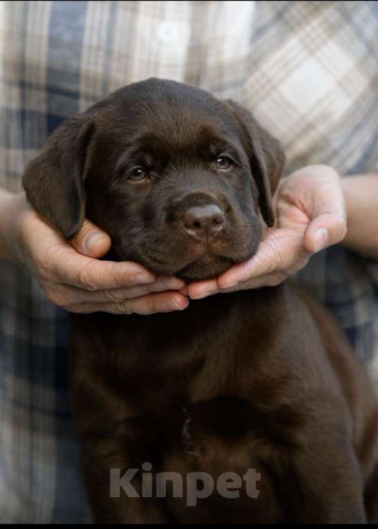 Собаки в Калининграде: Шоколадный лабрадор  Мальчик, 70 000 руб. - фото 5